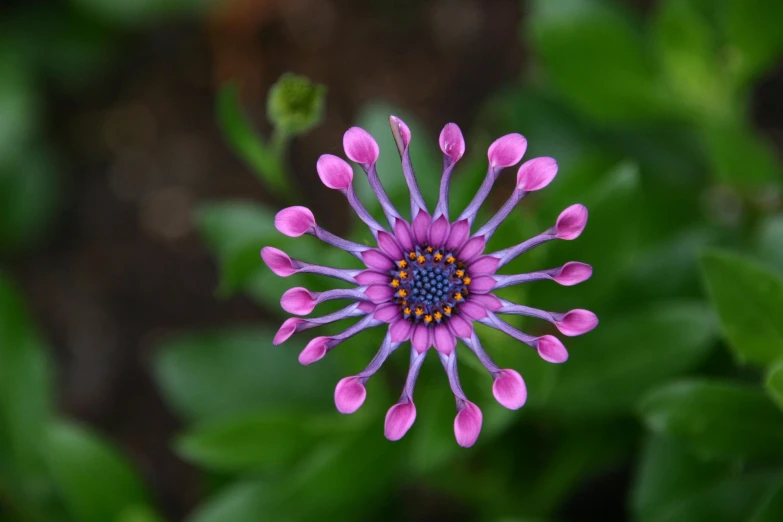 a purple flower sitting on top of a green plant, on display