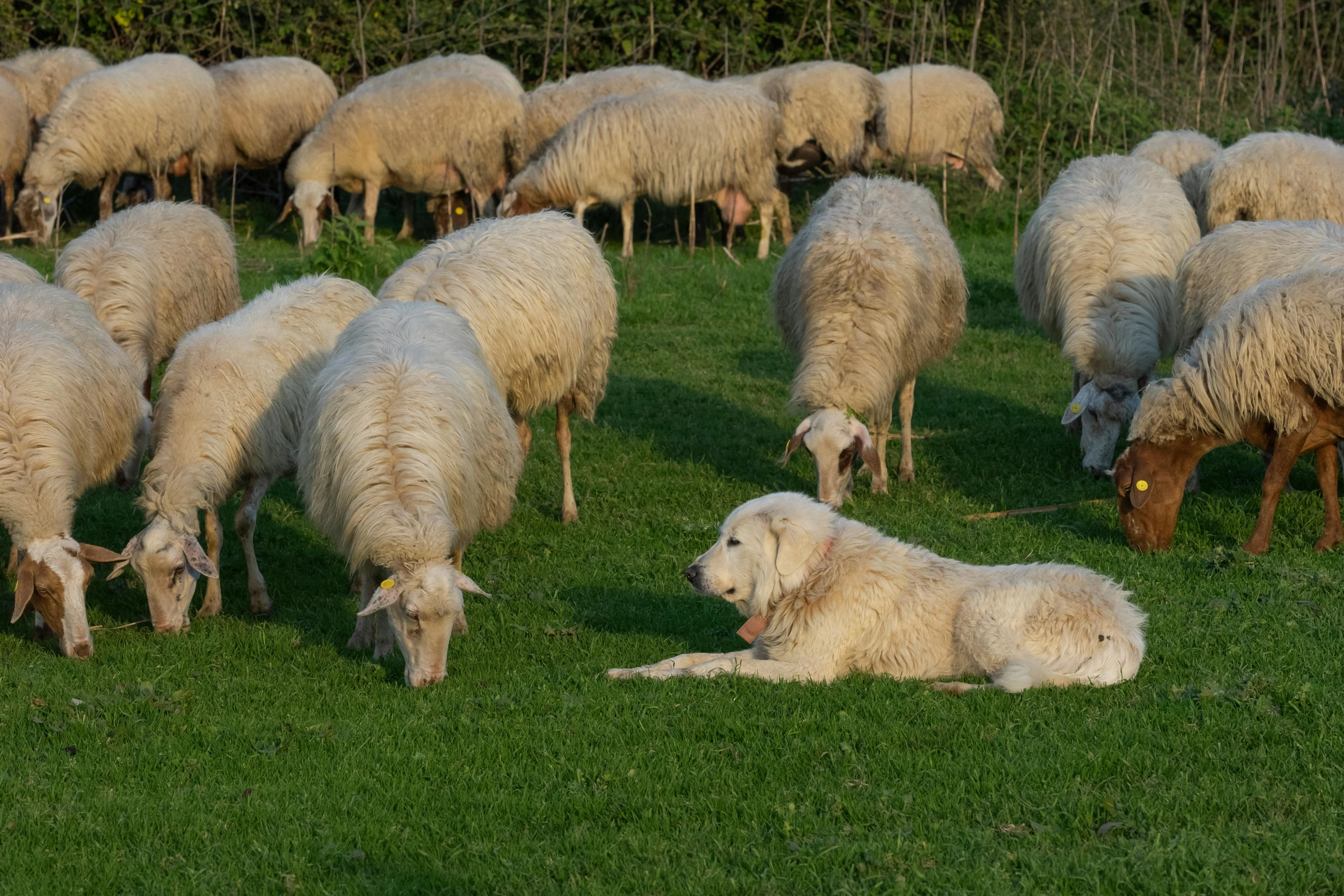 a herd of sheep grazing on a lush green field, dog sleeping, older male, taken in 2 0 2 0, no cropping