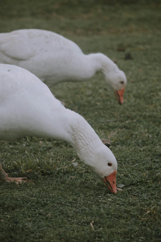 a couple of white geese standing on top of a lush green field, eating meat, paul barson, brockholes, up close image