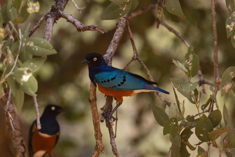 a couple of birds sitting on top of a tree branch, by Gwen Barnard, unsplash contest winner, orange and blue colors, samburu, shaded, avatar image