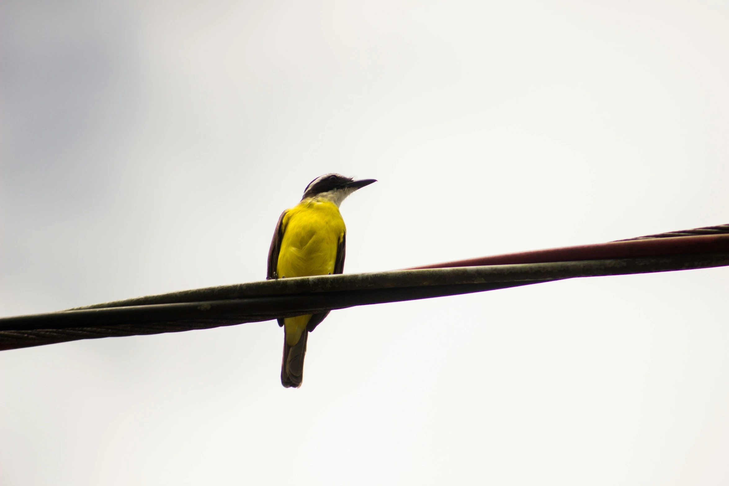 a yellow and black bird sitting on a wire, an album cover, pexels, hurufiyya, colombian, the shrike, high quality upload, low quality photo