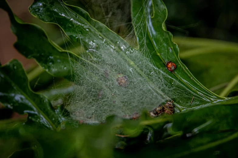 a lady bug sitting on top of a green leaf, by Elsa Bleda, net art, with cobwebs, on a jungle forest, te pae, under rain