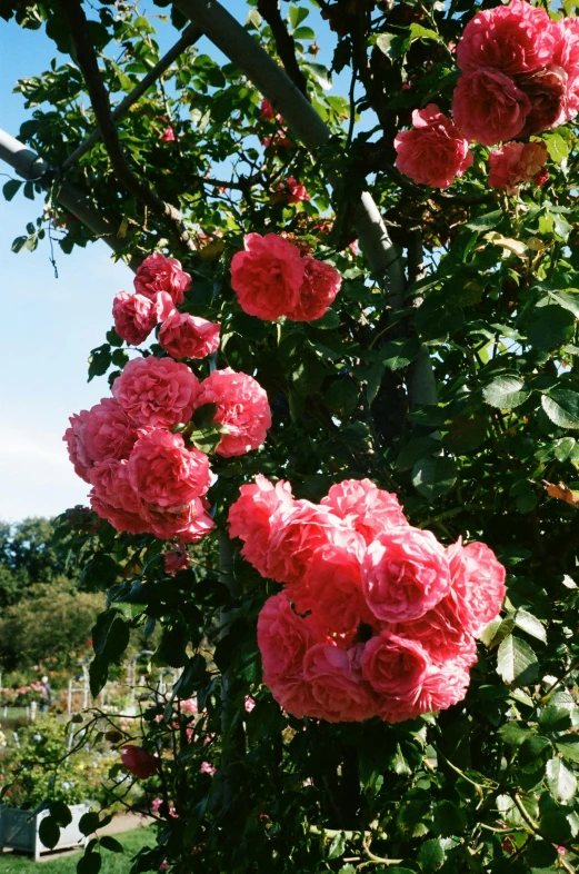 a bunch of pink roses growing on a tree, inspired by Rudolf von Alt, in red gardens, back towards camera, lush, in the sun