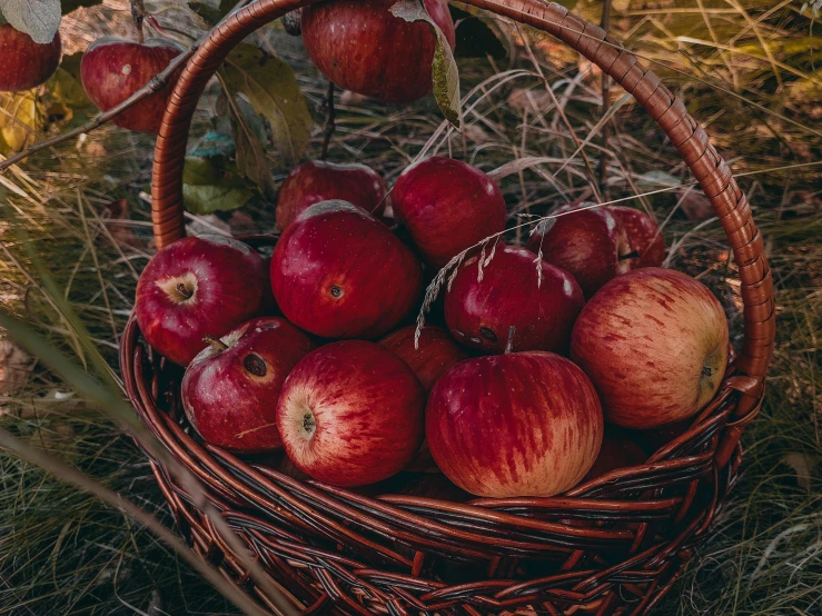 a basket filled with lots of red apples, by Julia Pishtar, pexels contest winner, renaissance, 2 5 6 x 2 5 6 pixels, background image, cottagecore hippie, in the evening