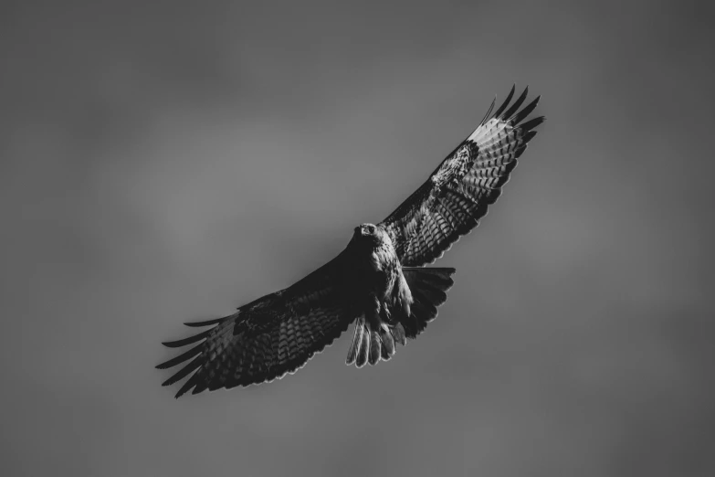 a black and white photo of a hawk in flight, by Jan Tengnagel, pexels contest winner, hurufiyya, hd footage, totem, bird\'s eye view, blank