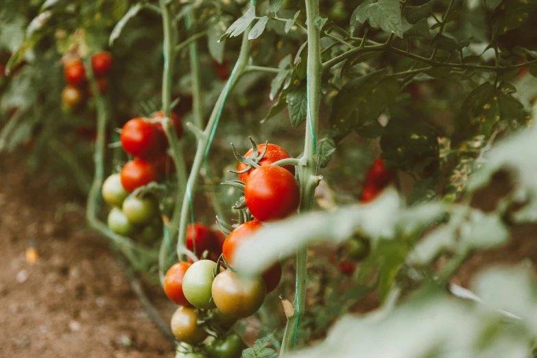 a garden filled with lots of green and red tomatoes, by Emma Andijewska, unsplash, 🦩🪐🐞👩🏻🦳, avatar image, retro vibe, family friendly