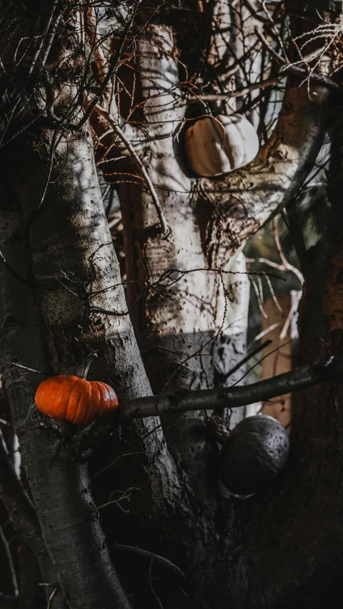 a couple of pumpkins sitting on top of a tree, by Elsa Bleda, unsplash contest winner, lurking in the shadows, bare bark, 15081959 21121991 01012000 4k