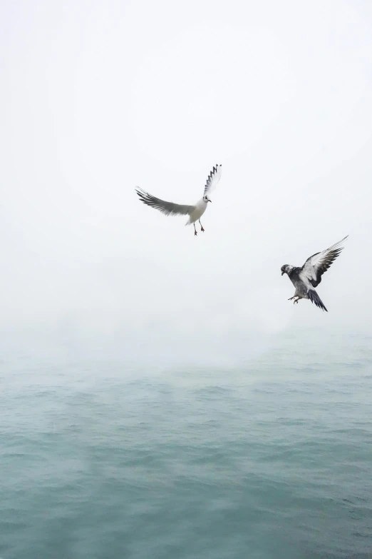 two seagulls flying over a body of water, by Peter Churcher, pexels contest winner, figuration libre, fog and rain, peter hurley, arguing, getty images