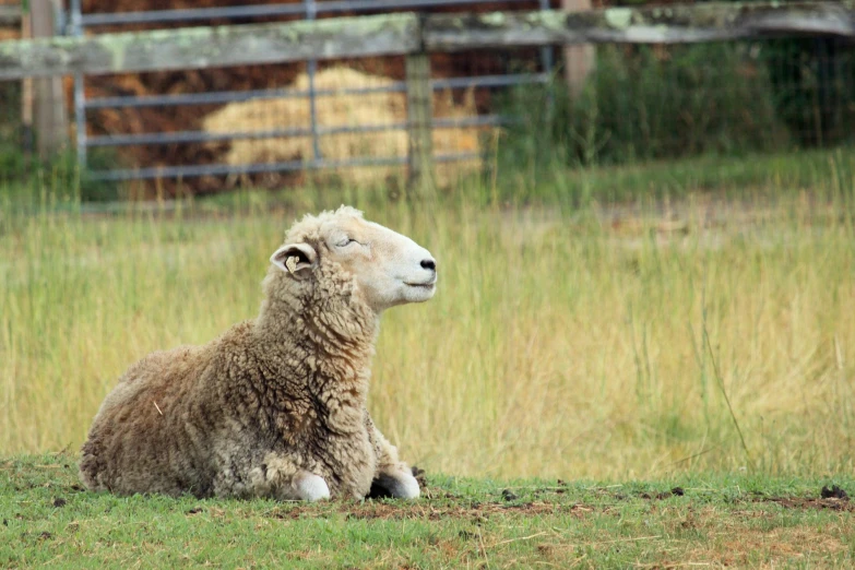 a sheep that is laying down in the grass, by David Simpson, unsplash, hurufiyya, on a farm, straya, sitting, adult