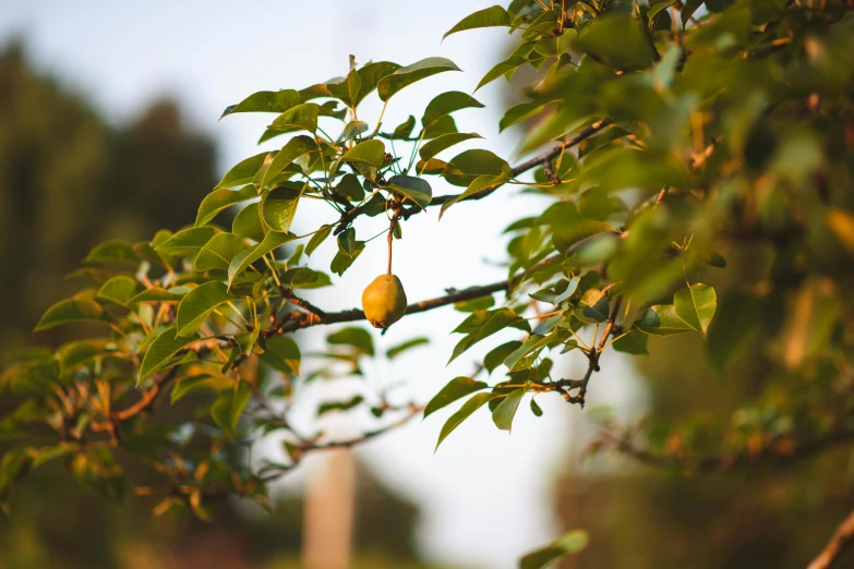 a yellow fruit hanging from a tree branch, unsplash, arabesque, background image, late summer evening, parks and gardens, ayne haag