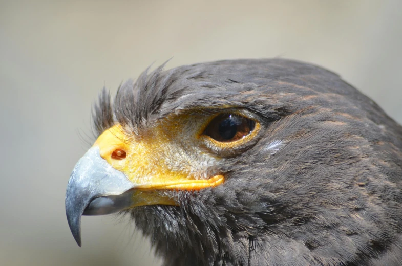 a close up of a bird of prey, pexels contest winner, hurufiyya, avatar image, sharp jawline, grey, brown