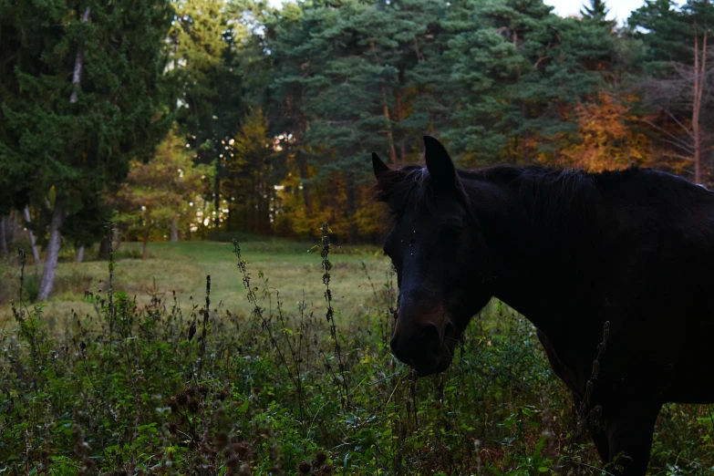 a black horse standing on top of a lush green field, an album cover, by Jan Tengnagel, unsplash, romanticism, in an evening autumn forest, today\'s featured photograph 4k, low angle 8k hd nature photo, medium format. soft light