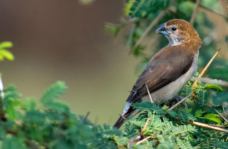 a brown and white bird sitting on top of a tree, by Paul Bird, jayison devadas, afar, fan favorite, amongst foliage