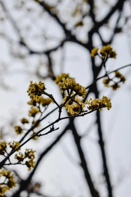 a close up of a tree with yellow flowers, a picture, by Niko Henrichon, trending on unsplash, slight overcast, buds, paul barson, withered