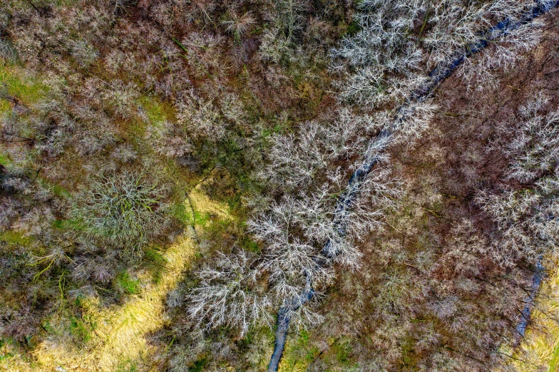 a group of trees that are standing in the grass, by Peter Churcher, unsplash contest winner, land art, top down perspecrive, ((trees)), irish forest, hdr detail