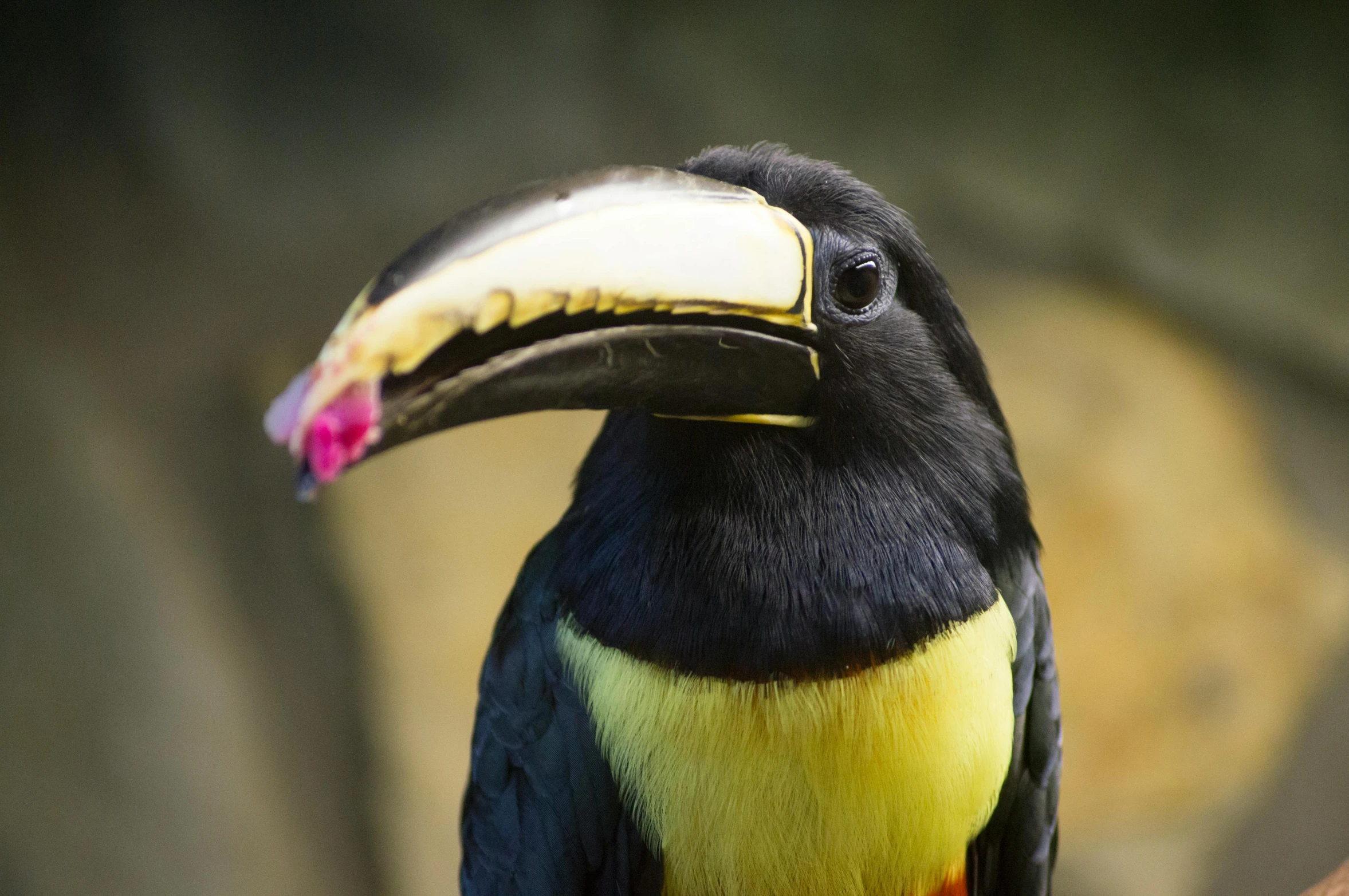 a colorful bird sitting on top of a tree branch, an album cover, pexels contest winner, sumatraism, his nose is a black beak, closeup at the food, 🦩🪐🐞👩🏻🦳, colombian