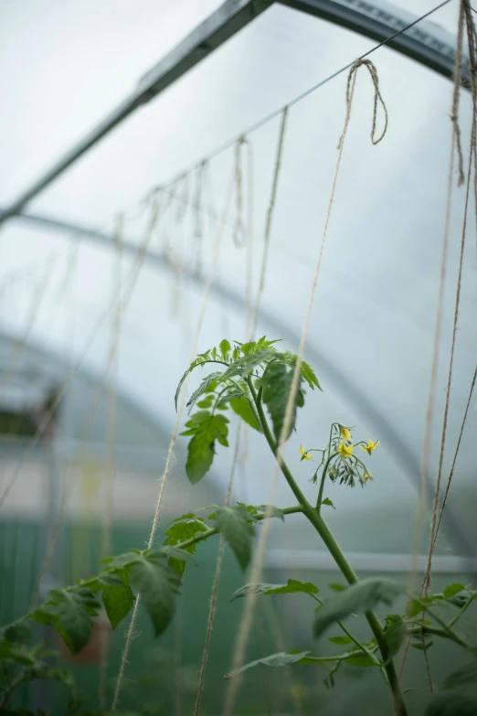 a close up of a plant in a greenhouse, by Jessie Algie, renaissance, also tomato, hanging from white web, chrysanthemum, looking off to the side