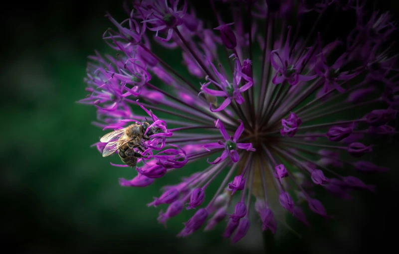 a bee sitting on top of a purple flower, a macro photograph, pexels contest winner, intricate detailed 8 k, colorful”