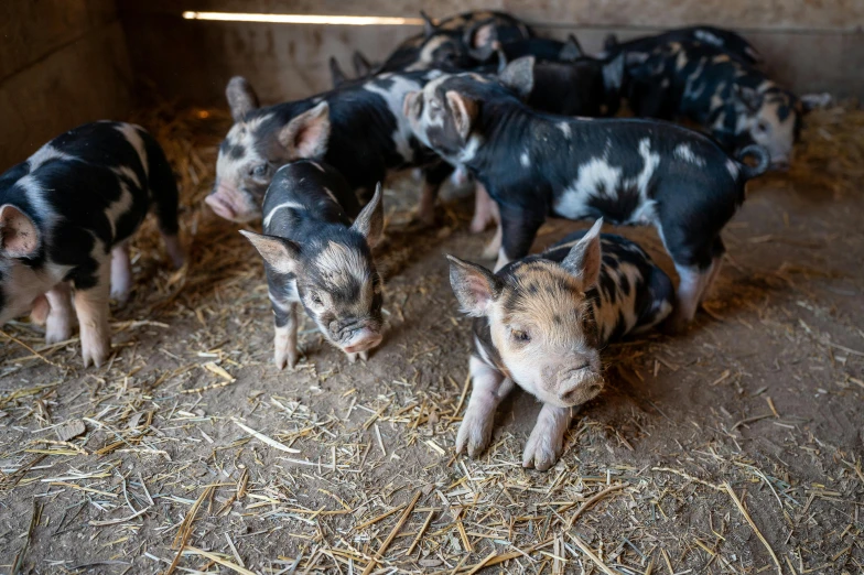 a group of small pigs standing next to each other, unsplash, inside a farm barn, a high angle shot, 2 5 6 x 2 5 6 pixels, 10k