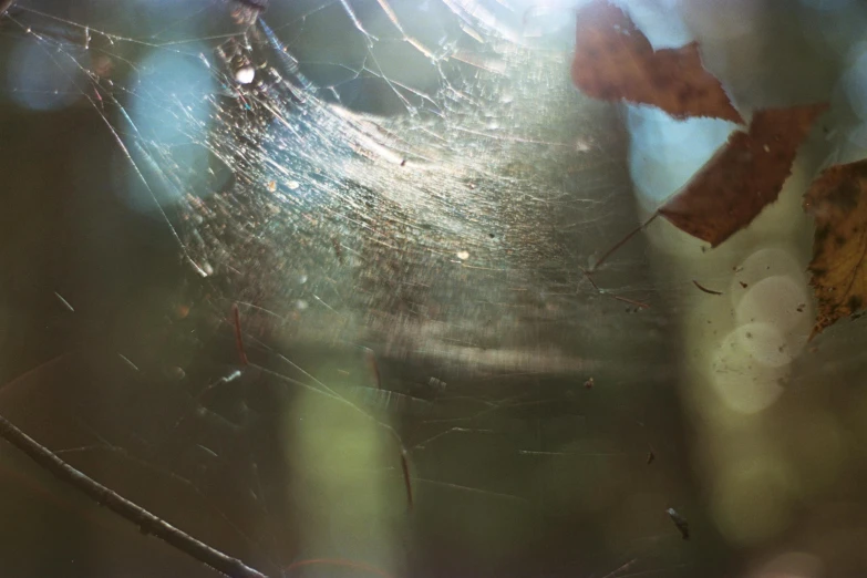 a spider web hanging from a tree branch, a macro photograph, inspired by Elsa Bleda, unsplash, hurufiyya, photographed on damaged film, inside glass orb, today\'s featured photograph 4k, autumn light