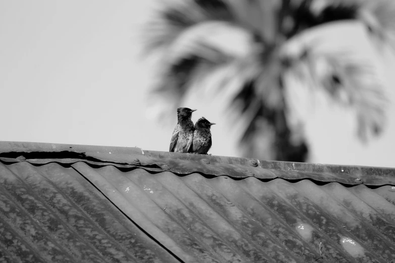 a couple of birds sitting on top of a roof, a black and white photo, by Adam Rex, pexels contest winner, adult pair of twins, covered with tar, [ realistic photography ], today\'s featured photograph 4k