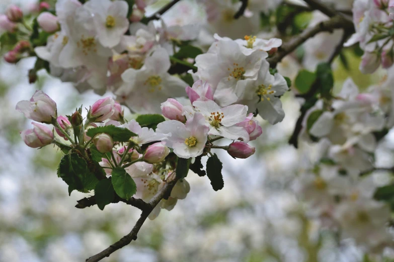 a close up of a bunch of flowers on a tree, by Phyllis Ginger, unsplash, white and pink, apple tree, slide show, slight overcast weather