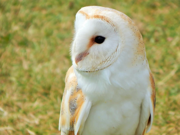 a barn owl sitting on top of a wooden post, pexels contest winner, beautiful animal pearl queen, white and orange, an all white human, a bald