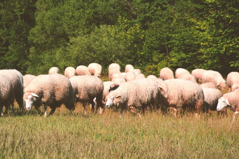 a herd of sheep standing on top of a lush green field, an album cover, unsplash, renaissance, pale pink grass, eating, pièce de résistance, round-cropped