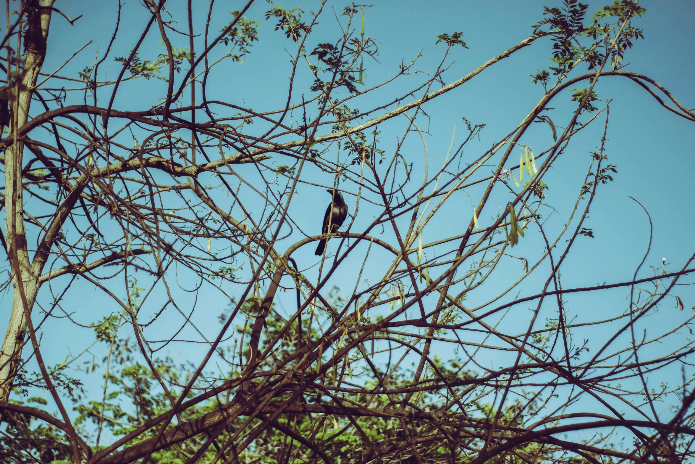 a bird sitting on top of a tree branch, unsplash, hurufiyya, an abandoned, print, multiple stories, low angle photo