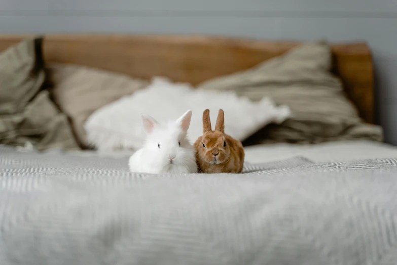 a couple of rabbits sitting on top of a bed, unsplash, ginger hair and fur, miniature product photo, taken with sony alpha 9, white