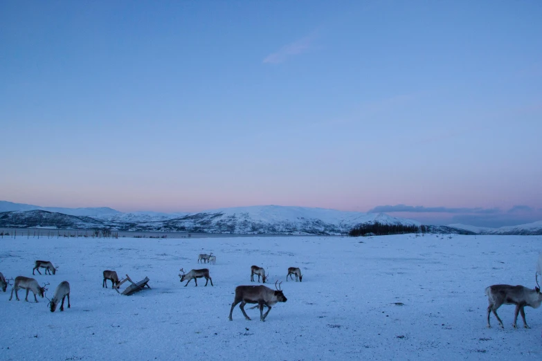 a herd of reindeer standing on top of a snow covered field, at twilight, snow capped mountains, food, minna sundberg