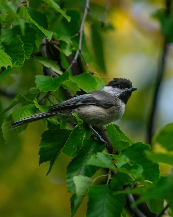 a small bird sitting on top of a tree branch, sitting on a leaf