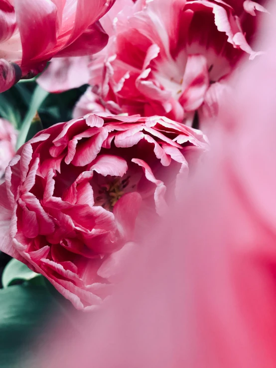 a close up of a bunch of pink flowers, inspired by Louis Buvelot, trending on unsplash, no cropping, peony, red flowers, low quality photo