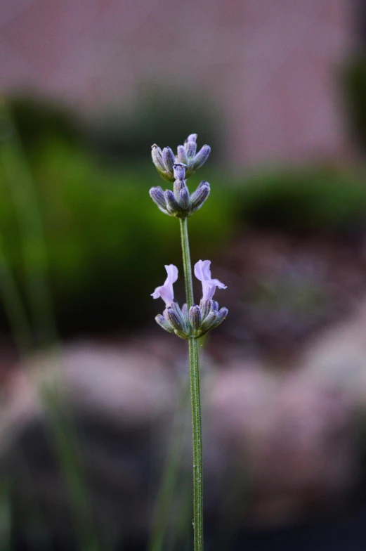 a close up of a flower with a blurry background, a macro photograph, by David Simpson, renaissance, lavender plants, grayish, medium long shot, smooth tiny details