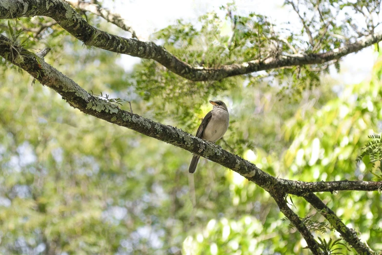 a bird sitting on top of a tree branch, lush surroundings, grayish, in jungle forest, high res photograph