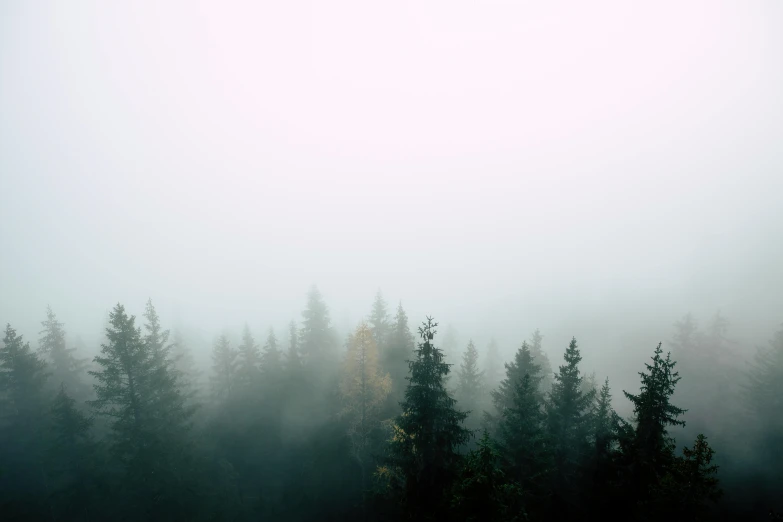 a forest filled with lots of trees on a foggy day, inspired by Elsa Bleda, trending on unsplash, minimalistic aesthetics, ((trees))