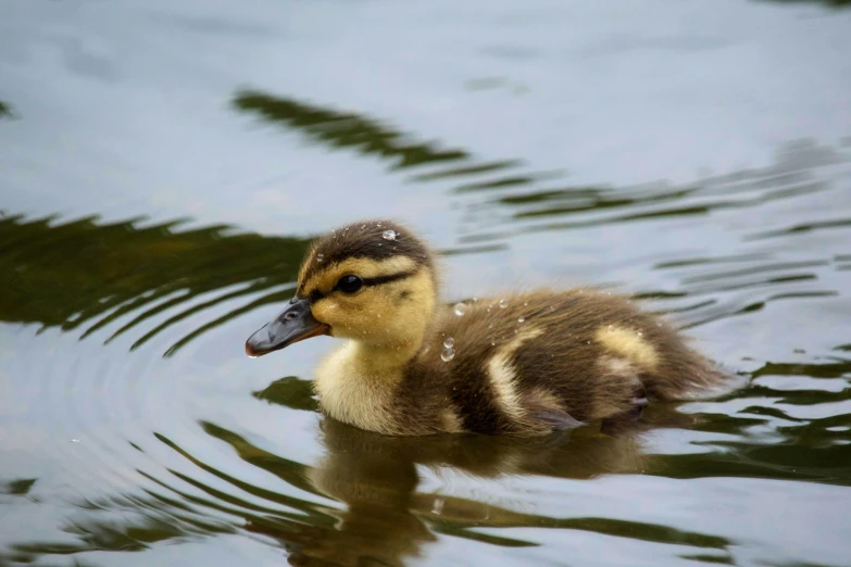 a duck that is swimming in some water, hatched ear, photo taken in 2 0 2 0, fan favorite, brockholes