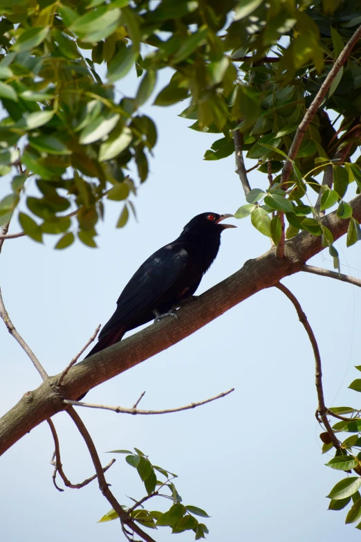 a black bird sitting on top of a tree branch, flickr, sri lanka, with a red eyes, !female, male