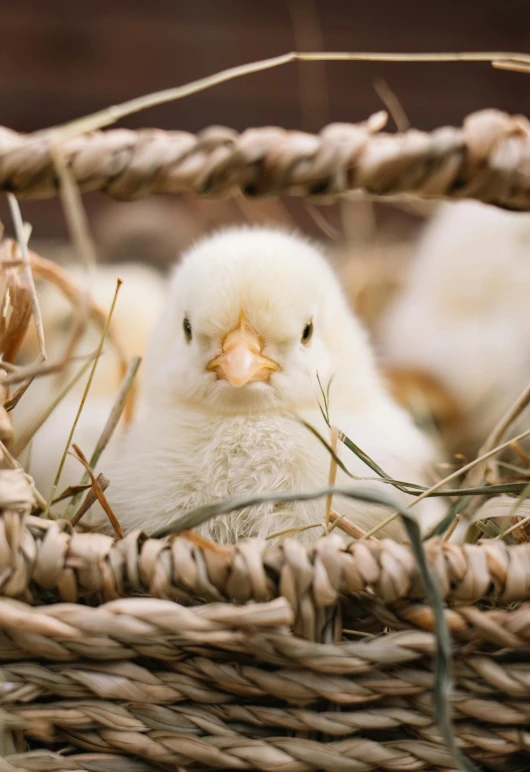 a close up of a small chicken in a basket, by Jan Tengnagel, trending on unsplash, fan favorite, subject= duck, albino dwarf, cute goose