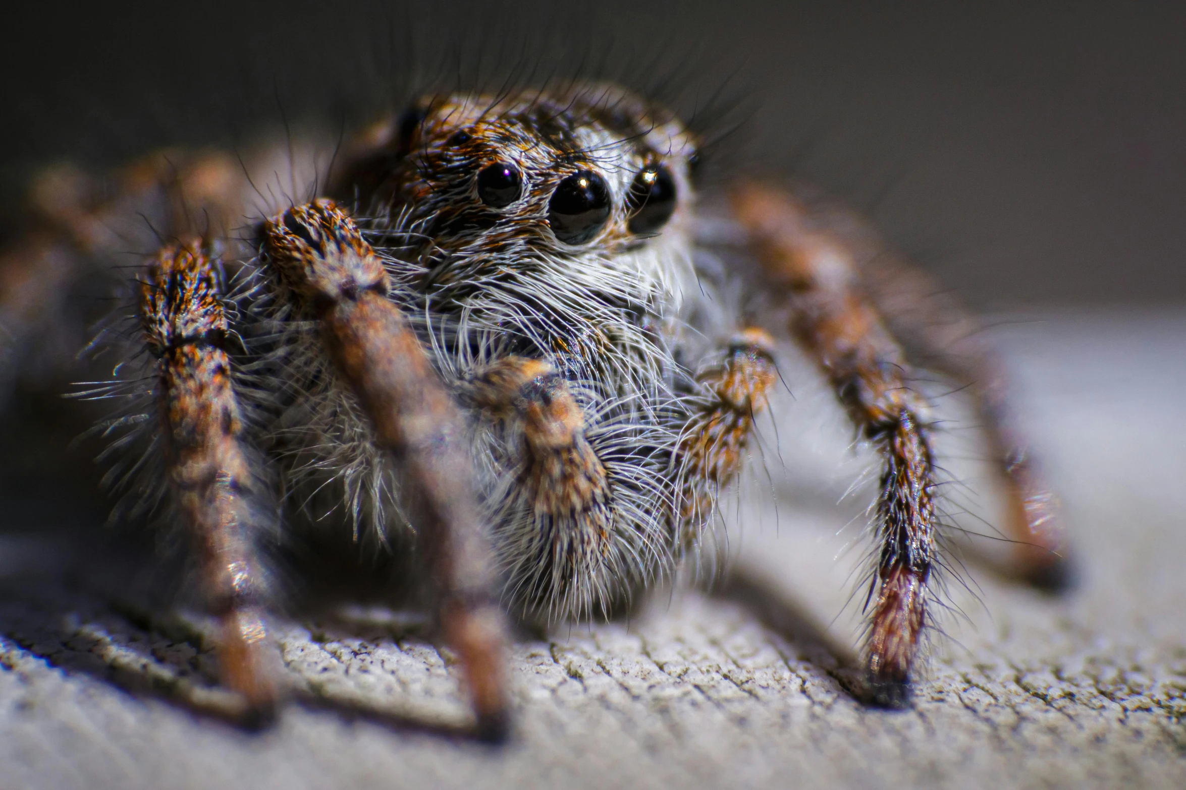 a close up of a spider on a surface, by Adam Marczyński, pexels contest winner, photorealism, short light grey whiskers, menacing pose, crawling towards the camera, coloured photo