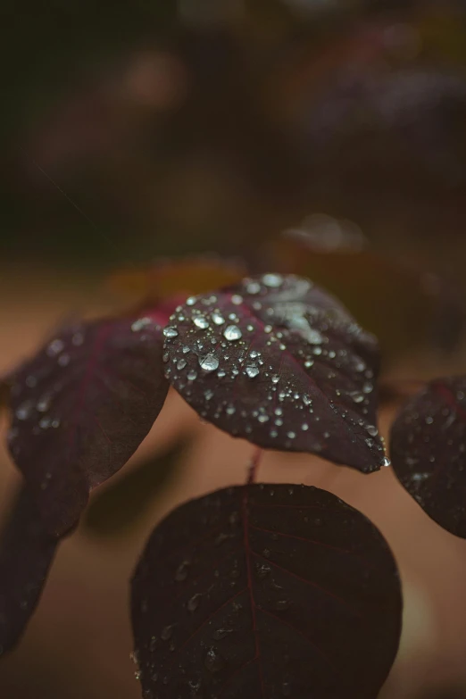 a close up of a plant with water droplets on it, inspired by Elsa Bleda, trending on unsplash, photorealism, maroon, color leaves, high quality photo, 8k 28mm cinematic photo