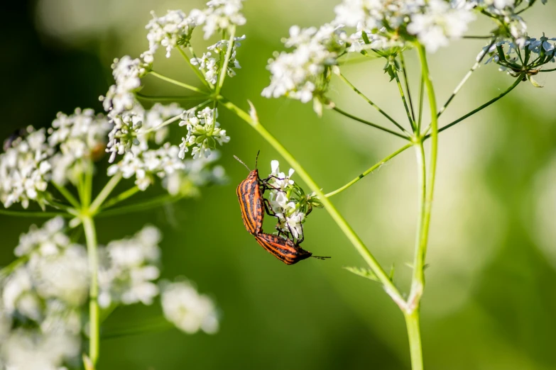 a bug that is sitting on a plant, by Anato Finnstark, unsplash, romanticism, gypsophila, adult pair of twins, cinnabar, meadows