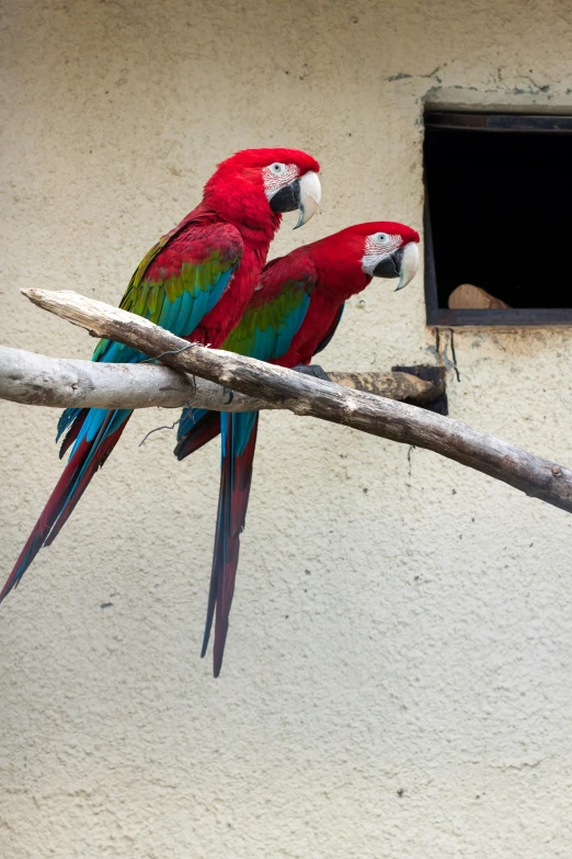 two red and green parrots sitting on a branch, pexels contest winner, renaissance, red and cyan, mexico, in a tree house, aruba