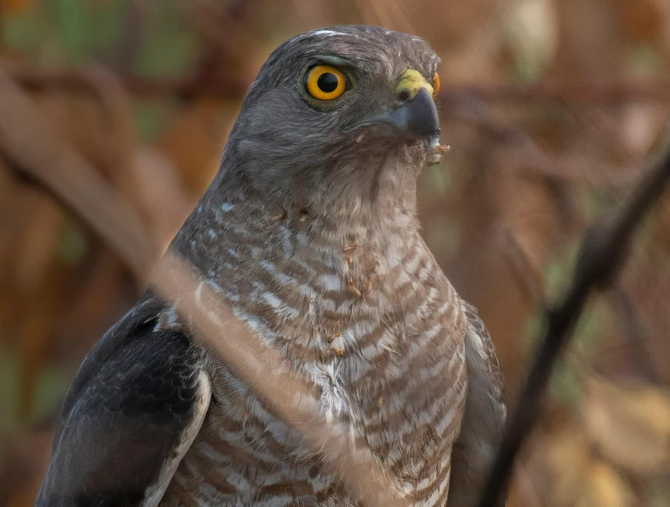 a close up of a bird of prey on a branch, a portrait, pexels contest winner, grey, australian, flat triangle - shaped head, hawk
