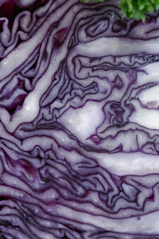 a close up of a piece of red cabbage, by Mandy Jurgens, renaissance, nasa photo, ((purple)), creamy, multi-part