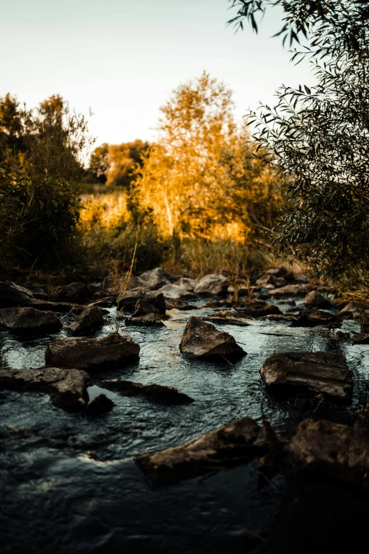 a stream running through a lush green forest, a picture, unsplash contest winner, romanticism, backlighting sunset golden hour, streams and rocks, river flowing beside the robot, grey