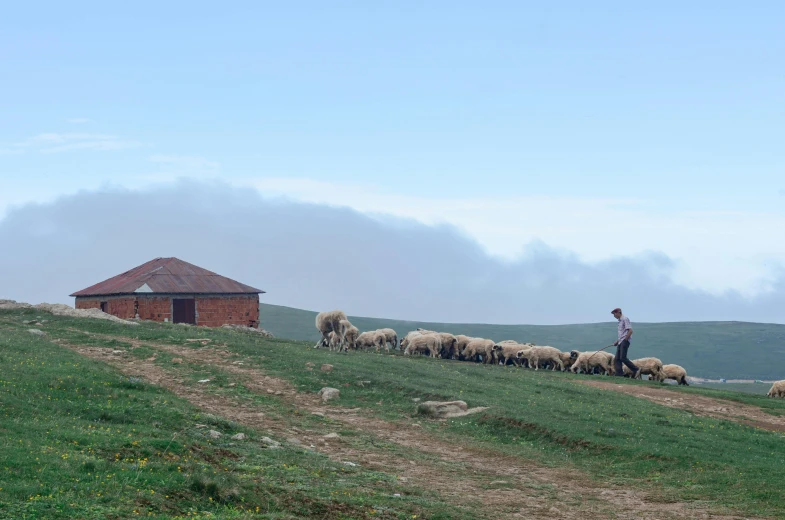 a herd of sheep standing on top of a lush green hillside, an album cover, by Lucia Peka, pexels contest winner, les nabis, huts, turkey, profile image, ground fog