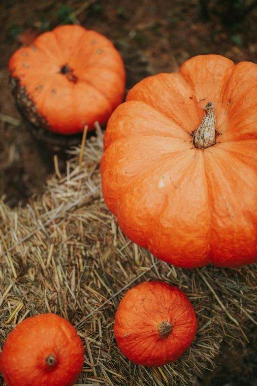 a group of pumpkins sitting on top of a pile of hay, unsplash, 2 5 6 x 2 5 6 pixels, multiple stories, holiday, slide show