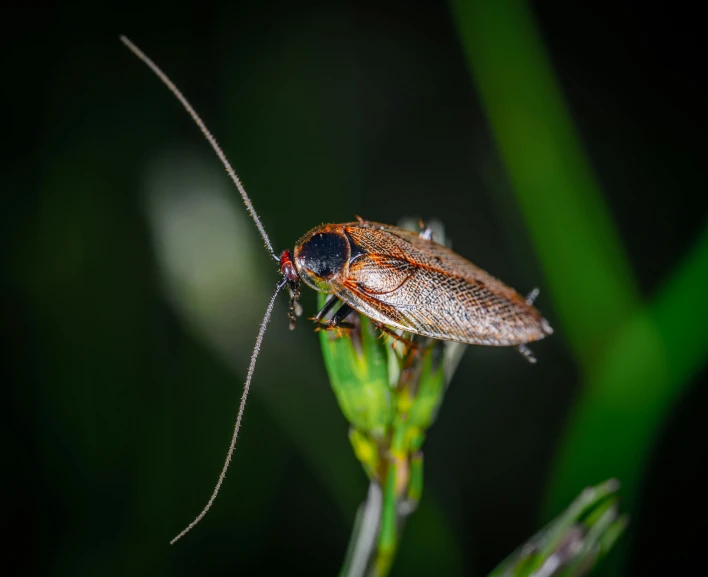 a bug sitting on top of a green plant, by Adam Marczyński, pexels contest winner, hurufiyya, firefly forest at night, cockroach, older male, long hook nose