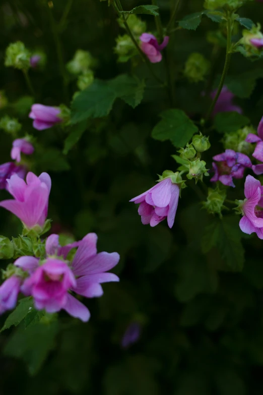 a bunch of pink flowers sitting on top of a lush green field, wild berry vines, on a dark background, zoomed in, craigville